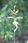 Rough barnyardgrass